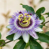 Passiflore