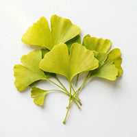 Gingko bilabo