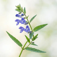 Racine de scutellaire